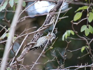 木を突くコゲラ
