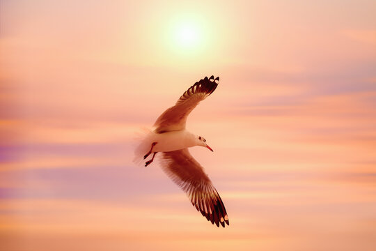 flying seagul over golden sky with sunset