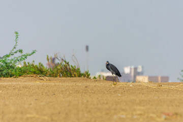 Great blue heron