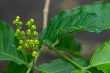 close up of a leaf Bunchosia armeniaca cansaboca ciruela de fraile, guaimaro, indano and cold-earth mamey