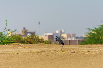 Great blue heron