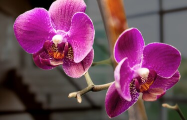 Beautiful fresh purple orchid flowers.