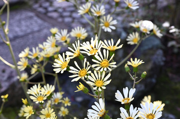 京都大本山天龍寺の庭園で咲く白花ツワブキ