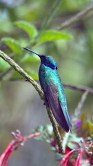 Sparkling violetear (Colibri coruscans) hummingbird perched in a porterweed plant in Cotacachi,...