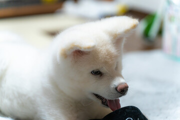 生後3か月の白の秋田犬