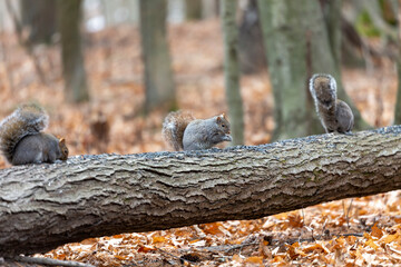 The eastern gray squirrel (Sciurus carolinensis) in the park