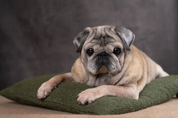 a beautiful elderly pug dog is lying on a pillow, on a gray background,close-up,front view