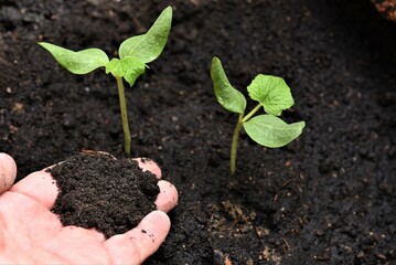 hand hold fertile for seedling
