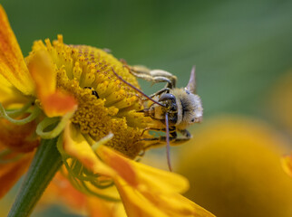 Male long-horned bee on sneezeweed flower, green background