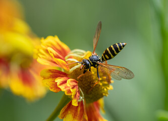 European Paper Wasp on a blanketflower (helenium)