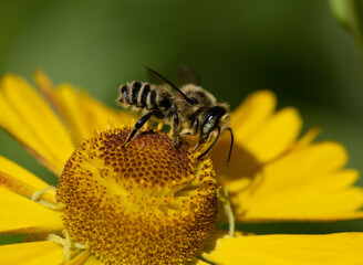 Megachile, Leaf-cutter Bee, on yellow Sneezeweed flower (Helenium)