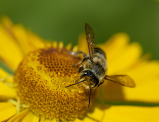 Male Megachile leaf-cutter bee, on yellow sneezeweed with a green background