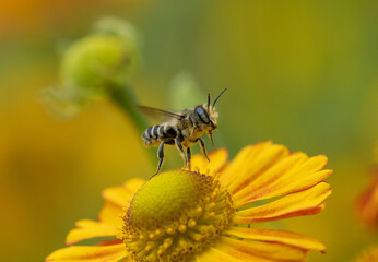 Native bee taking flight from orange sneezeweed flower (Megachile)