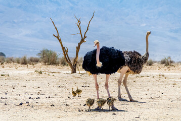 Family of African ostrich (Struthio camelus) with young chicks in nature reserve park, Middle East