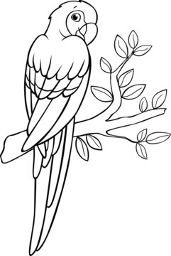Coloring page. Cute parrot red macaw sits and smiles.