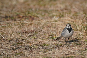 white wagtail on the ground