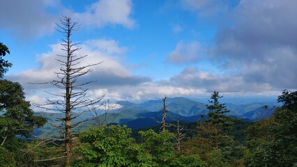 A forest under the blue sky where dead and living trees coexist.