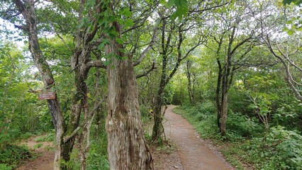 Fototapeta premium A small trail through beautiful trees.