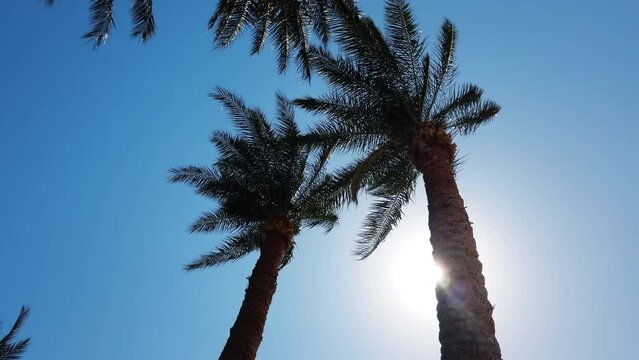 Palm Trees Against Blue Summer Sky
