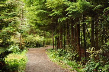 A park in Vancouver, Canada. Trees and forests.