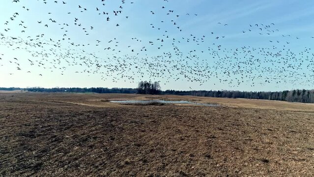 Drone shot through large group of birds flying above a barren field with a pond at a distance. Slow motion shot.