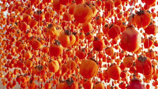 Dried Persimmon fruit production, Hanged japanese style persimmons, beautiful pattern. Dalat, Vietnam