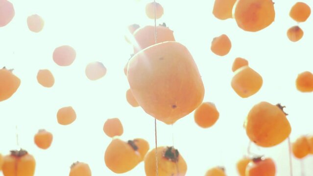 Tracking motion rows of Persimmons hang drying, sunbeams through beautiful orange persimmon