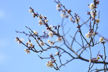 Early blooming Japanese apricot blossoms are in full bloom. 