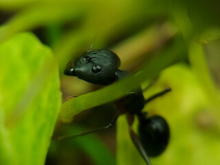 Close up shot of a Carpenter Ant in the grass