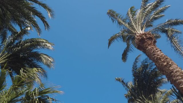 Tropical palm swaying gently in breeze trees low angle view