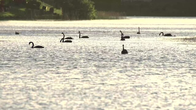 Flock of Black swan silhouette on the lake in Gold Coast Australia summer sunset
