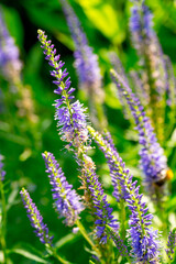 Veronica longifolia (garden speedwell or longleaf speedwell) in the summer garden.