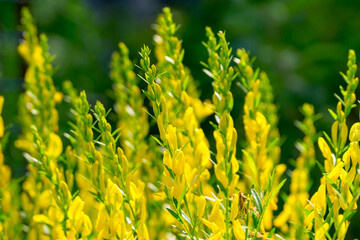 Genista tinctoria (dyer's greenweed) in a summer sunny garden