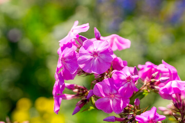 Magenta phloxes in the summer  sunny garden