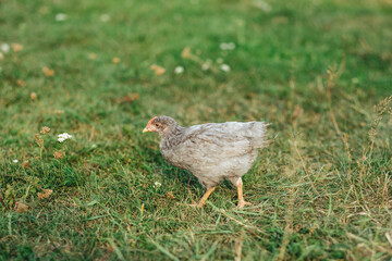 gray chick running on green grass
