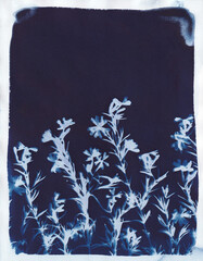 Cyanotype - Grunge Creeping Phlox