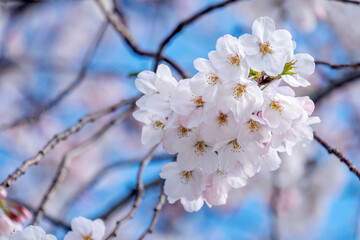 Cherry blossom