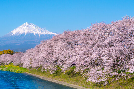 Mt. Fuji with sakura at Urui river in Springtime, Japan