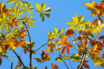 colorful leaves on bright blue sky background with sunlight.                                          