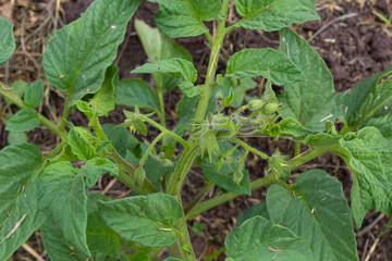 Inflorescence of tomatoes. Unusual shape. On the garden bed. Close-up. High quality photo. copy space. 