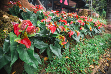 Flowers in a bright green garden Beautiful garden decoration design