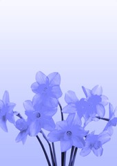Delicate colored flowers. Floral background. Color of the year 2022 Very Peri.