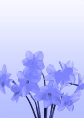 Obraz premium Delicate colored flowers. Floral background. Color of the year 2022 Very Peri.