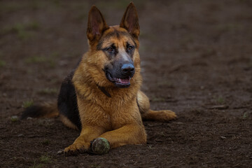 2022-02-10 A YOUNG GERMAN SHEPARD LYING DOWN WITH IS BALL AT THE OFF LEASH DOG AREA AT THE MARYMOOR PARK IN REDMOND WASHINGTON