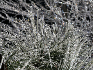 frozen fir thorn. The ice forms splinters like Christmas garlands.