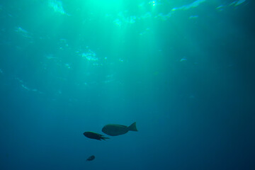 Obraz na płótnie Canvas 海中水中の魚光りが差す水面エメラルドブルーの背景テクスチャ