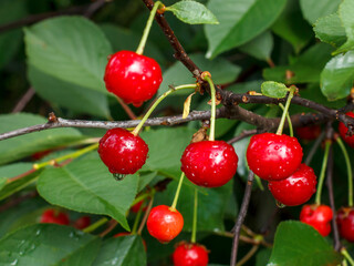 Ripe cherries on the tree in the garden in sunny summer day