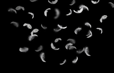 Abstract Down Feathers. Group of White Bird Feathers Falling in The Air. Swan Feather on Black...