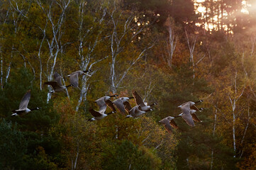 A flock of Canade geese takes off in beautiful light in front of a forest in autumn colors