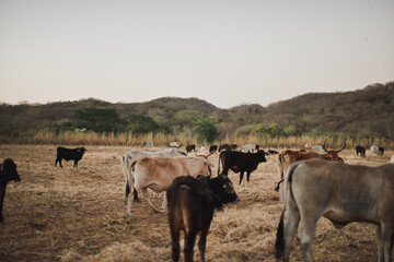 Herd of cows in the field.